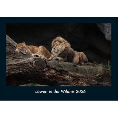 Löwen in der Wildnis 2026 Fotokalender DIN A4