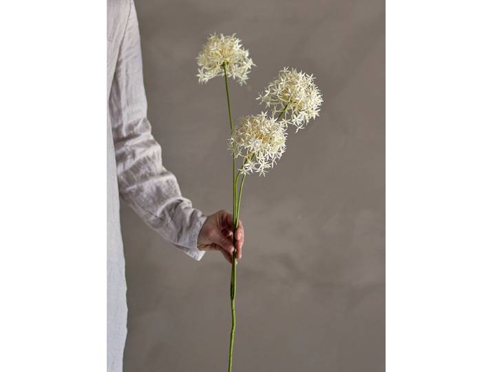 Allium Stem White
