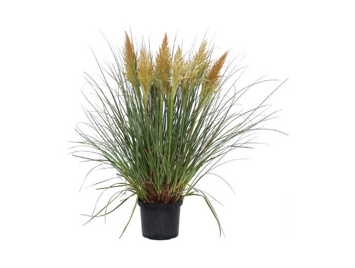 Pampasgras Pumila ' (Cortaderia Pumila) Ø29cm'