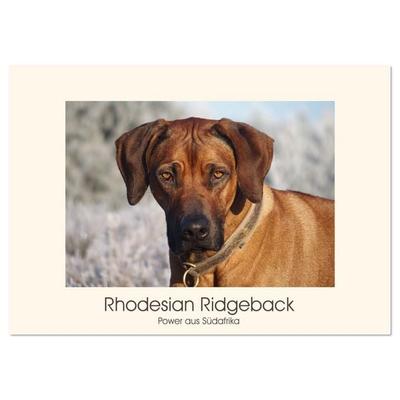 Rhodesian Ridgeback Power aus Südafrika (Wandkalender 2026 DIN A3 quer), CALVENDO Monatskalender