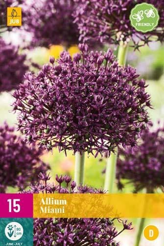 Allium Miami JUB, 15 bloembollen