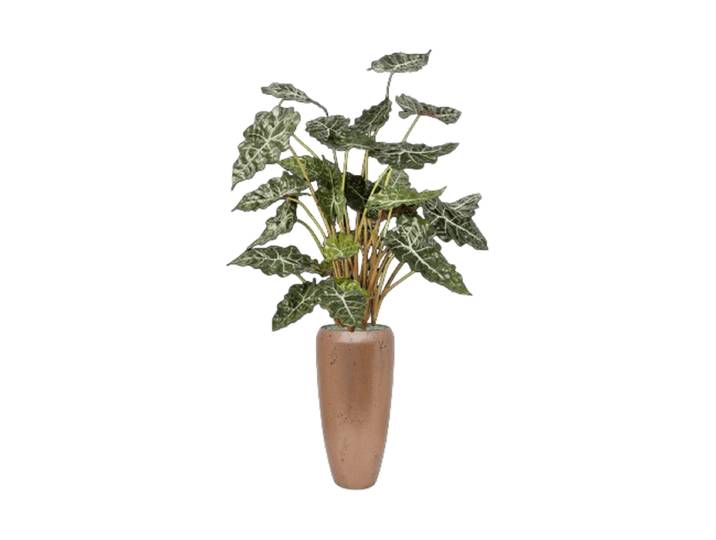 Pflanzen Arrangement „Alocasia in Baq Opus Raw Gold“, Höhe 170-180 cm Baq Design