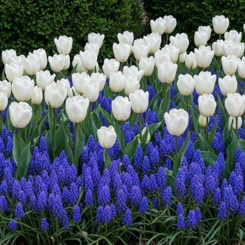 Dutch Bulbs Lente bloembollenmix Tulpen & Muscari, 6 bollen, winterhard en meerjarig