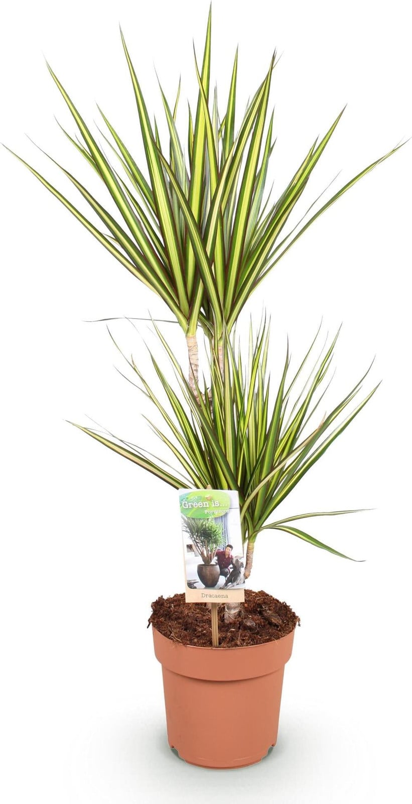 Oasis of Life Dracaena Sunray Drachenblutboom kamerplant