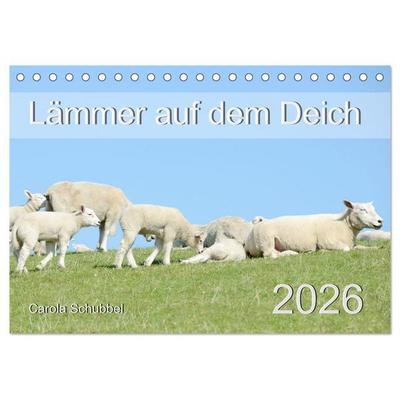 Lämmer auf dem Deich (Tischkalender 2026 DIN A5 quer), CALVENDO Monatskalender