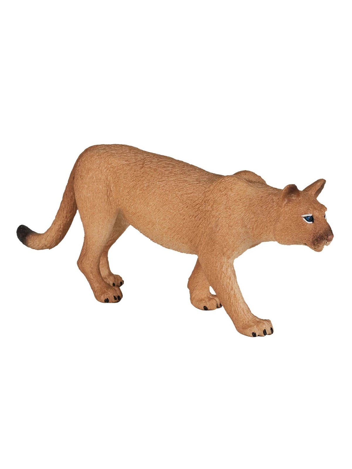 Mojo - Wildlife Puma