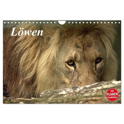 Löwen (Wandkalender 2027 DIN A4 quer), CALVENDO Monatskalender