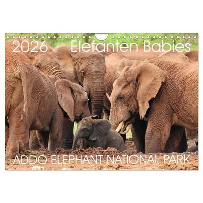 ADDO ELEPHANT NATIONAL PARK Elefanten Babies (Wandkalender 2026 DIN A4 quer), CALVENDO Monatskalender