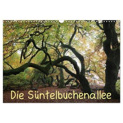 Die Süntelbuchenallee (Wandkalender 2027 DIN A3 quer), CALVENDO Monatskalender
