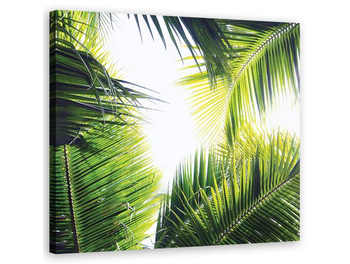 Feeby Wandbild palmen blätter pflanzen, Grün, Floral, Rechteckig, 50x50 cm, Bilder & Rahmen, Bilder, Leinwandbilder