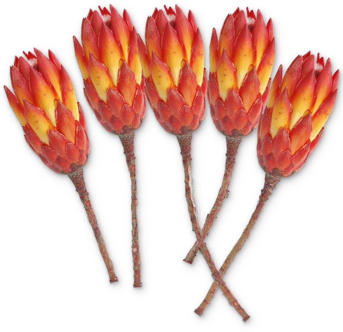 Dailygoods Set van 5 Echte Afrikaanse Gedroogde Suikerstruiken voor Boheemse Decoratie
