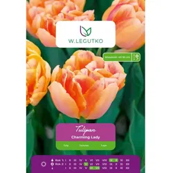 Tulpe „Charming Lady“, 4 Stück