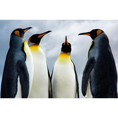Fototapete PAPERMOON "King Pinguins", bunt, B:5m L:2,8m, Vlies, Tapeten