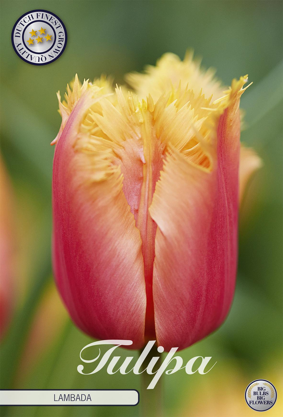 Sam van Schooten Tulpenbollen Lambada (10 stuks)