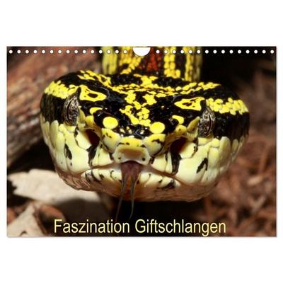 Faszination Giftschlangen (Wandkalender 2027 DIN A4 quer), CALVENDO Monatskalender