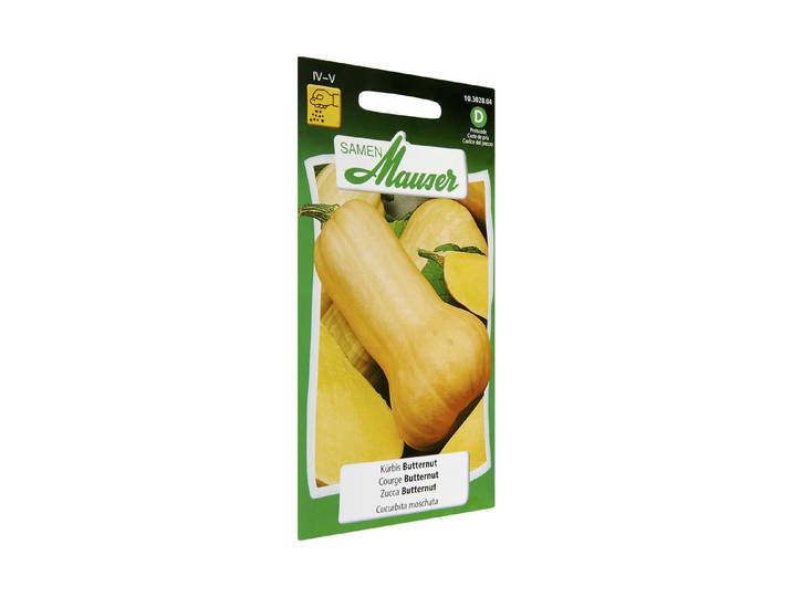 Samen Mauser Butternut-Kürbis