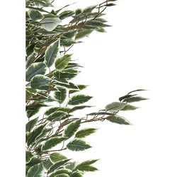Beliani, Kunstpflanzen, Ficus (167 cm)
