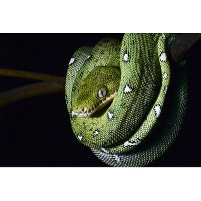 Papermoon "SMARAGDBOA-SCHLANGE TIER REPTIL AMAZONAS REGENWALD BOA"