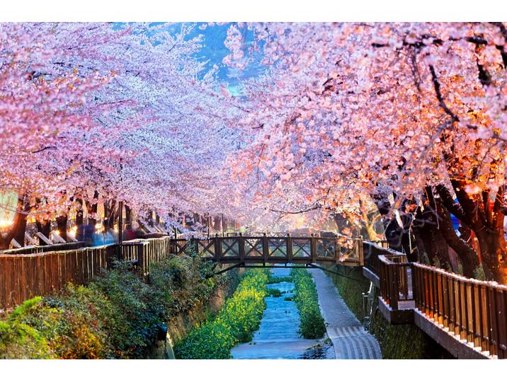 Fototapete PAPERMOON Cherry Blossoms Busan City , bunt, B:1,5m L:1,11m, Vlies, Tapeten, Fototapete