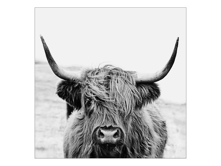 Tableau verre Scott Highland Cattle Matériau : Verre Motif : Animal Motif : Avec motif Type de verre : Verre clair Gris/Noir 20 x 20cm