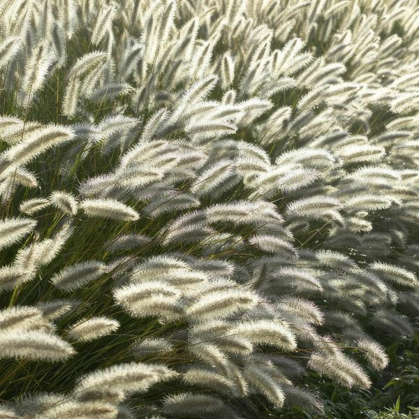 Oasis of Life Pennisetum alopecuroides Hameln Lampenputzergras 12 stuks 9 cm