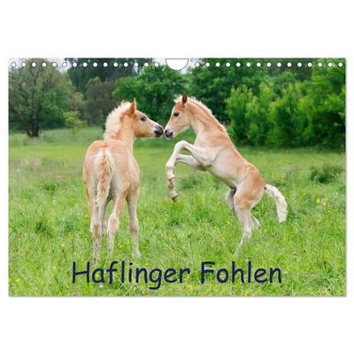 Haflinger Fohlen (Wandkalender 2027 DIN A4 quer), CALVENDO Monatskalender