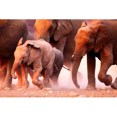 Fototapete PAPERMOON "Elephant Herd", bunt, B:3m L:2,23m, Vlies, Tapeten
