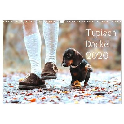 Typisch Dackel 2026 (Wandkalender 2026 DIN A3 quer), CALVENDO Monatskalender