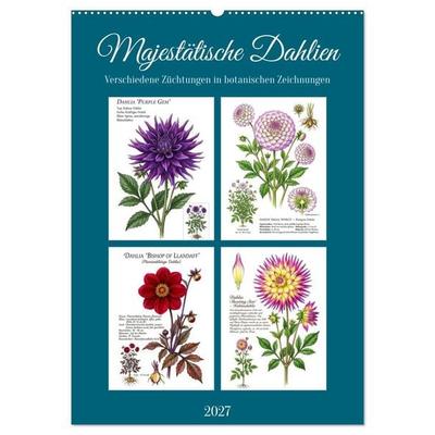 Majestätische Dahlien (Wandkalender 2027 DIN A2 hoch), CALVENDO Monatskalender