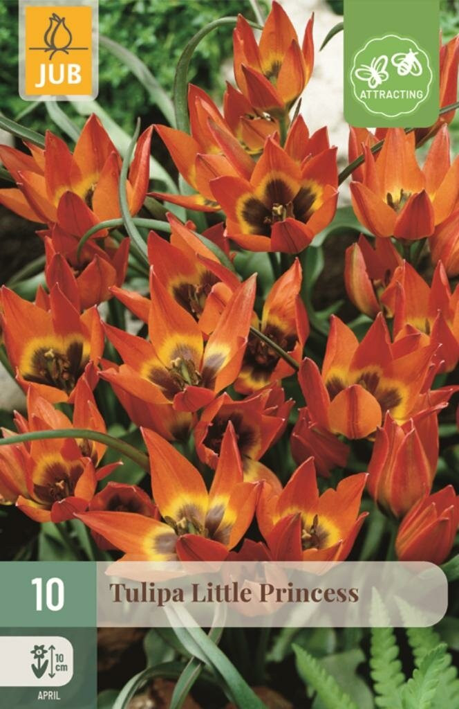 Jub Tulp Little Princess 10 bollen