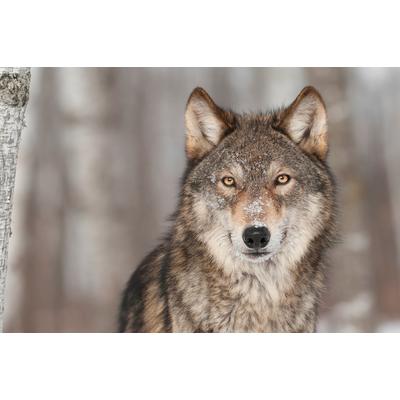 Fototapete PAPERMOON "WOLF-TIER HUNDE RAUBTIER GRAU RUDEL WALD WILD NATUR", bunt, B:4,5m L:2,8m, Vlies, Tapeten