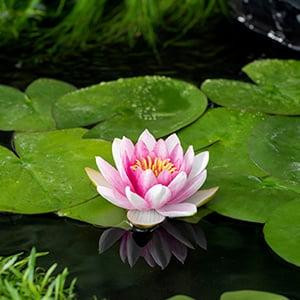 FloraSelf Nymphaea Attraction Waterlelie in 3L mand