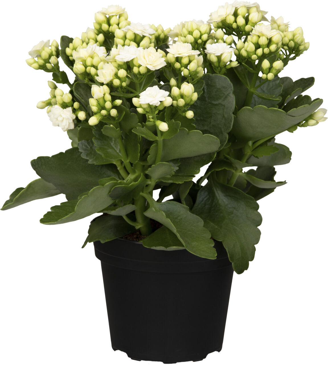 Pflanzen Kalanchoe Flammendes Käthchen Queen Mix 14 cm Topf