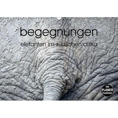 begegnungen - elefanten im südlichen afrika (Wandkalender immerwährend DIN A3 quer)