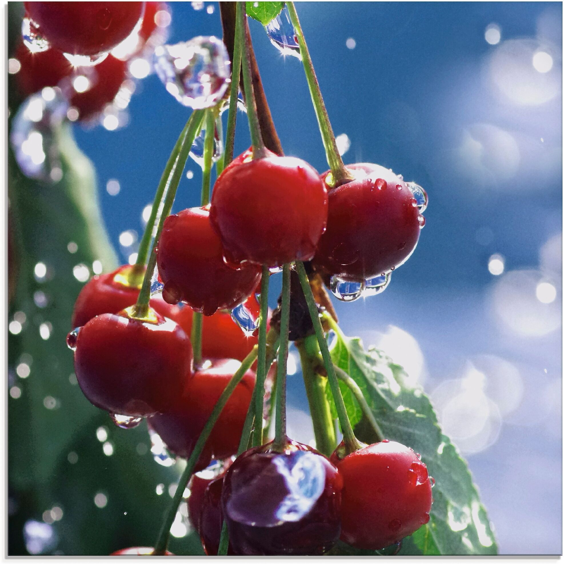 Glasbild ARTLAND "Rote Kirschen im Sommerregen", blau (farbe bild(er): blau), B:30cm H:30cm, Bilder, Glasbild, in verschiedenen Grössen farbe bild(er): blau B/H/T: 30cm x 30cm, Glasbild Lebensmittel quadratisch, 1 Stk.