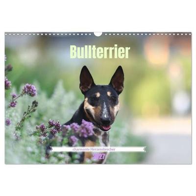 Bullterrier - charmante Herzensbrecher (Wandkalender 2027 DIN A3 quer), CALVENDO Monatskalender