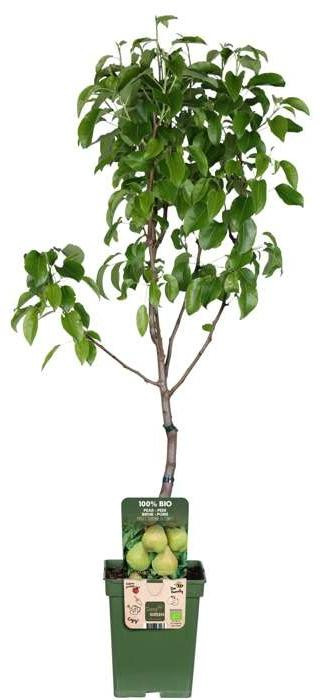 JUNAVERA Pyrus communis Doyenné du Comice perenboom halfstam, aromatische handpeer, 100 cm hoog, 23 cm pot