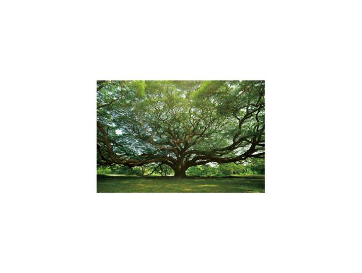 Glasbild „Gigantischer Baum“ 100 x 150 cm Multicolor Crea Collection
