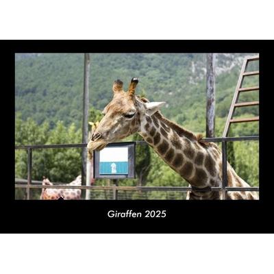 Giraffen 2025 Fotokalender DIN A3