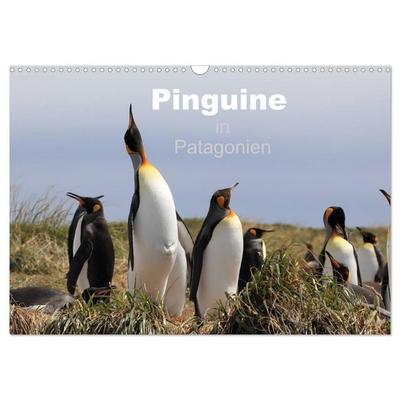 Pinguine in Patagonien (Wandkalender 2027 DIN A3 quer), CALVENDO Monatskalender