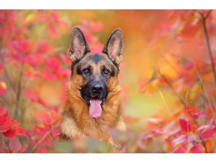 Papermoon Hund in Natur