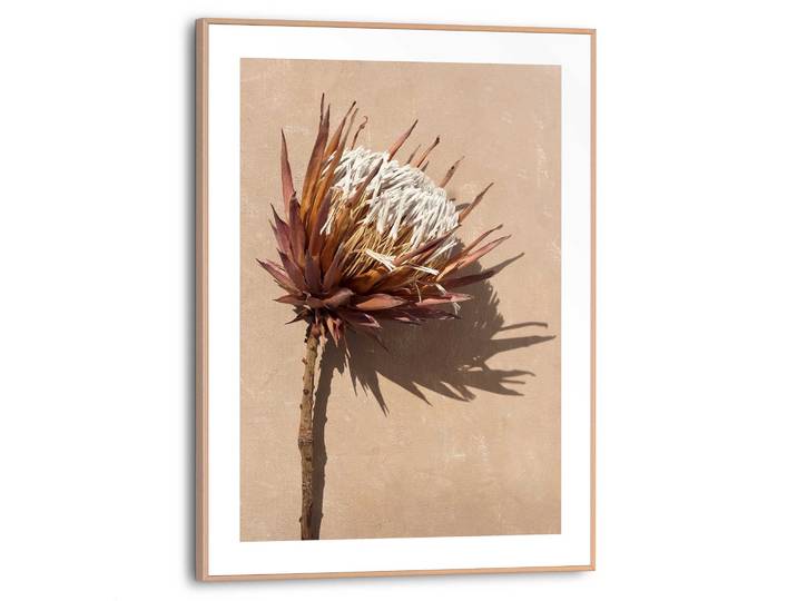 Poster REINDERS Protea Blume , braun (farbe bild(er): braun), B:30cm H:40cm T:1,6cm, MDF, Bilder, Poster