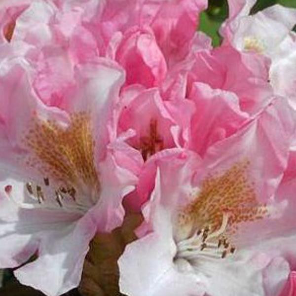 Rhododendron Bashful Arborix