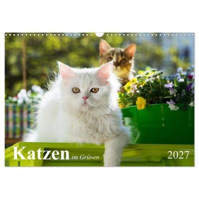 Katzen im Grünen (Wandkalender 2027 DIN A3 quer), CALVENDO Monatskalender