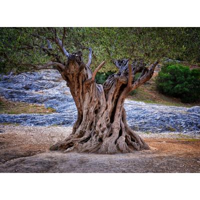 Fototapete PAPERMOON "Old Olive Tree Trunks", bunt, B:3m L:2,23m, Vlies, Tapeten