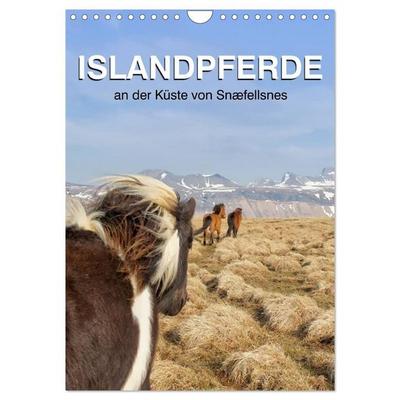 ISLANDPFERDE an der Küste von Snæfellsnes (Wandkalender 2027 DIN A4 hoch), CALVENDO Monatskalender