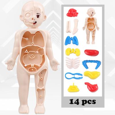 Perfect Picks Market Educational Puzzle Toy, Human Body Anatomy Model For Kids, Montessori Organ Assembled Learning Tool Educational Puzzle Toy, Human Body Anatomy Model For Kids, Montessori Organ Assembled Learning Tool