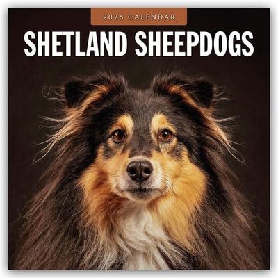 Shetland Sheepdogs – Sheltie 2026 – 16-Monatskalender