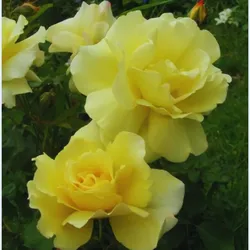 Polyantha-Rose – gelb