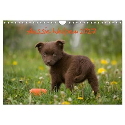 Aussie Welpen 2027 (Wandkalender 2027 DIN A4 quer), CALVENDO Monatskalender